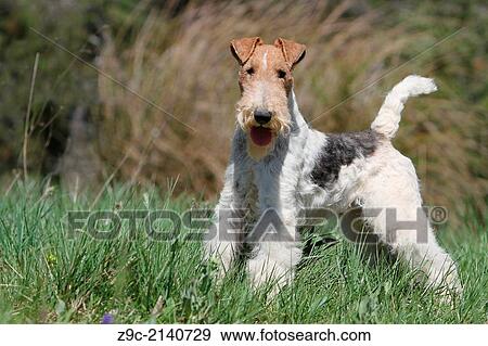 Dog Wire Fox Terrier / adult standing in a meadow. View Large Photo Image Stock Photo - Dog Wire Fox Terrier / adult standing in a meadow.. Fotosearch