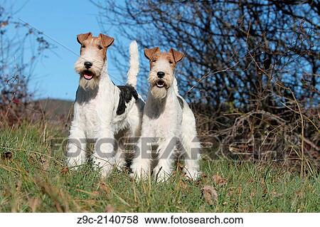 Dog Wire Fox Terrier / two adult standing in a meadow. View Large Photo Image Stock Photo - Dog Wire Fox Terrier / two adult standing in a meadow.. Fotosearch