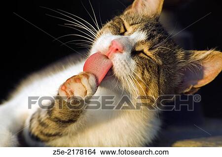 Domestic cat licking its paw. View Large Photo Image Picture - Domestic cat licking its paw.. Fotosearch