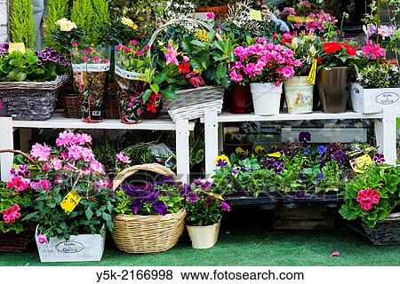 Down Town, Sofia, Bulgaria. Display of colorful pots, plants and flowers in front of a flower-boutique down town Sofia. View Large Photo Image Stock Photo - Down Town, Sofia, Bulgaria. Display of colorful pots, plants and flowers in front of a flower-boutique down town Sofia.. Fotosearch