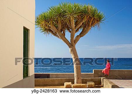 Stock Image - Dracaena Draco, Tenerife, Canary Islands, Spain.. Fotosearch
