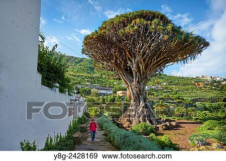 Dragon Tree, Dracaena draco, Icod de los Vinos, La Orotava, Tenerife, Canary Islands, Spain. View Large Photo Image Stock Photo - Dragon Tree, Dracaena draco, Icod de los Vinos, La Orotava, Tenerife, Canary Islands, Spain.. Fotosearch
