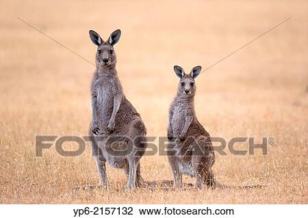Stock Image - Eastern Grey Kangaroos (Macropus giganteus), female with young, Maria Island, Tasmania, Australia.. Fotosearch