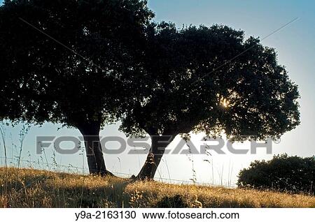 Encinas, oak, Quercus ilex, Malpartida, Margañán, Peñaranda de Bracamonte, Salamanca, Castilla y Leon, Spain. View Large Photo Image Stock Image - Encinas, oak, Quercus ilex, Malpartida, Margañán, Peñaranda de Bracamonte, Salamanca, Castilla y Leon, Spain.. Fotosearch