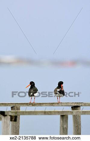 Stock Photo - Eurasian Oystercatcher Haematopus ostralegus, Greece. Fotosearch