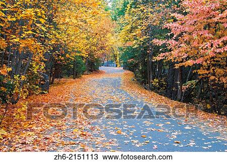 Stock Image - Fall color along the Mirror Lake road, Yosemite Valley, Yosemite National Park, California USA.. Fotosearch