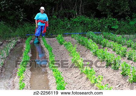 Farmer in the kitchen garden. Mazarete, Guadalajara, Spain View Large Photo Image Stock Photo - Farmer in the kitchen garden. Mazarete, Guadalajara, Spain. Fotosearch
