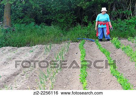 Farmer in the kitchen garden. Mazarete, Guadalajara, Spain View Large Photo Image Stock Photograph - Farmer in the kitchen garden. Mazarete, Guadalajara, Spain. Fotosearch