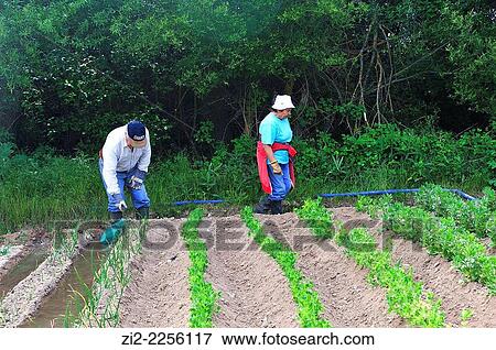 Farmers in the kitchen garden. Mazarete, Guadalajara, Spain View Large Photo Image Stock Photo - Farmers in the kitchen garden. Mazarete, Guadalajara, Spain. Fotosearch