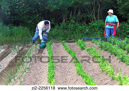 Farmers in the kitchen garden. Mazarete, Guadalajara, Spain View Large Photo Image Stock Photo - Farmers in the kitchen garden. Mazarete, Guadalajara, Spain. Fotosearch