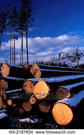 Picture - Felled trees in a forest in Southern Germany. Fotosearch