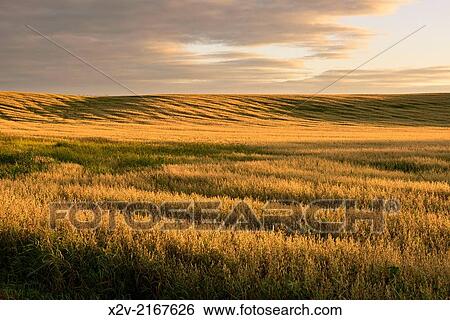 Field at sunset. View Large Photo Image Stock Photograph - Field at sunset.. Fotosearch