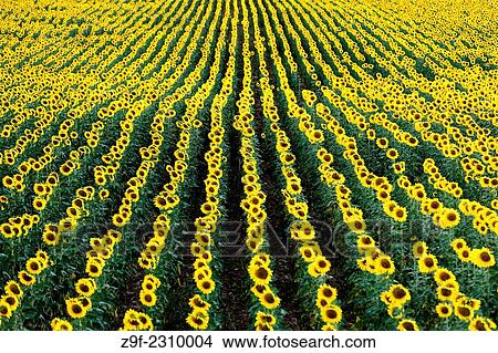 Field of sunflowers, Villar de Sobrepeña, Sepulveda, Segovia province, Castilla-Leon, Spain View Large Photo Image Picture - Field of sunflowers, Villar de Sobrepeña, Sepulveda, Segovia province, Castilla-Leon, Spain. Fotosearch