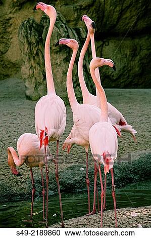 Flamingos, Bioparc, Valencia, Spain. View Large Photo Image Stock Image - Flamingos, Bioparc, Valencia, Spain.. Fotosearch