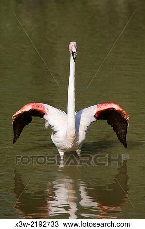 flamingos, ornithological park, pont de gau, camargue, provence, france, europe. View Large Photo Image Stock Image - flamingos, ornithological park, pont de gau, camargue, provence, france, europe.. Fotosearch
