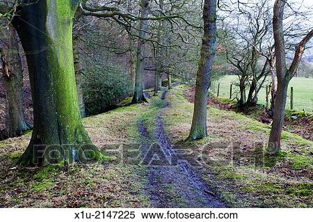 Stock Photography - Footpath through Trees near Langbar toward Ilkley North Yorkshire England.. Fotosearch