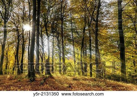 Forest in the autumn, the sun shines through the trees. View Large Photo Image Stock Image - Forest in the autumn, the sun shines through the trees.. Fotosearch