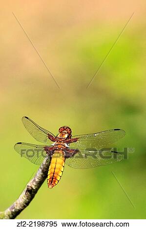 Stock Photography - France, Brittany, Cotes dÂ´Armor, Pleudihen sur Rance. A Libellula Depressa.. Fotosearch