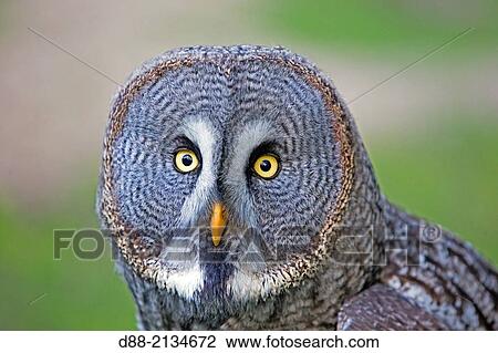 France, Loiret, Sologne, Great Grey Owl or Great Gray Owl (Strix nebulosa). View Large Photo Image Stock Image - France, Loiret, Sologne, Great Grey Owl or Great Gray Owl (Strix nebulosa).. Fotosearch