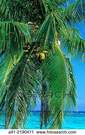 FRENCH POLYNESIA. PALMES AGAINST BLUE LAGOON. View Large Photo Image Stock Image - FRENCH POLYNESIA. PALMES AGAINST BLUE LAGOON.. Fotosearch