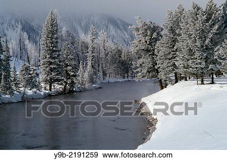 Frosted lodgepole pines and snow on banks of Madison River in winter, Yellowstone National Park, Wyoming, USA. View Large Photo Image Stock Photo - Frosted lodgepole pines and snow on banks of Madison River in winter, Yellowstone National Park, Wyoming, USA.. Fotosearch