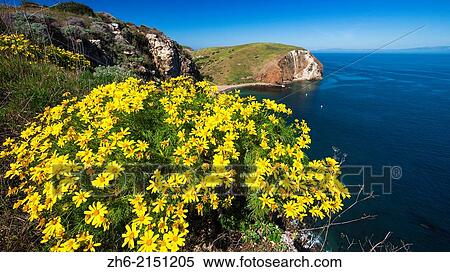 Giant Coreopsis above Scorpion Cove, Santa Cruz Island, Channel Islands National Park, California USA. View Large Photo Image Stock Photography - Giant Coreopsis above Scorpion Cove, Santa Cruz Island, Channel Islands National Park, California USA.. Fotosearch