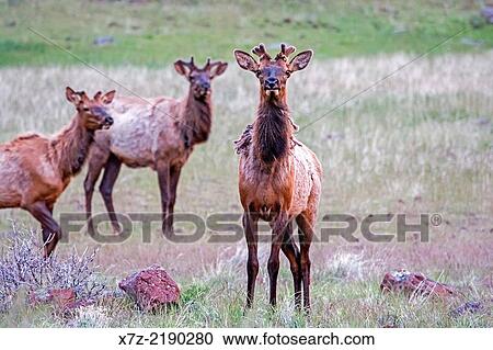 Goose Creek Mountains, Bull Elk with new antler growth near Sagehen Spring and Little Creek Canyon in the Goose Creek Mountain in southern Idaho. View Large Photo Image Stock Image - Goose Creek Mountains, Bull Elk with new antler growth near Sagehen Spring and Little Creek Canyon in the Goose Creek Mountain in southern Idaho.. Fotosearch