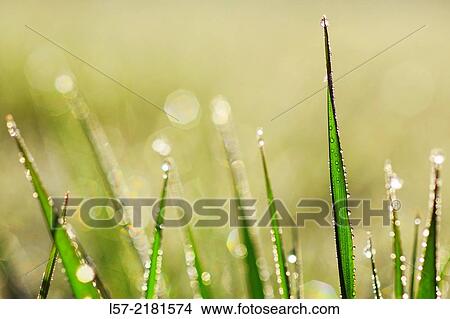 Gras covered in dew drops, Switzerland. View Large Photo Image Picture - Gras covered in dew drops, Switzerland.. Fotosearch