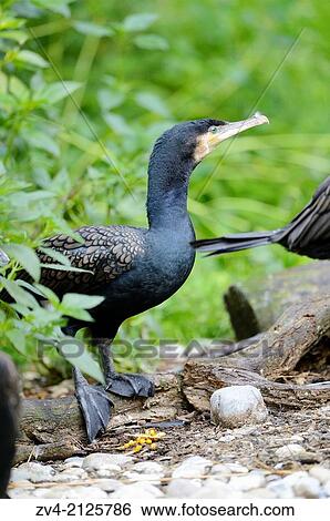 Great Cormorant or Great Black Cormorant (Phalacrocorax carbo) sitting on a tree trunk, Germany, Europe View Large Photo Image Stock Photograph - Great Cormorant or Great Black Cormorant (Phalacrocorax carbo) sitting on a tree trunk, Germany, Europe. Fotosearch