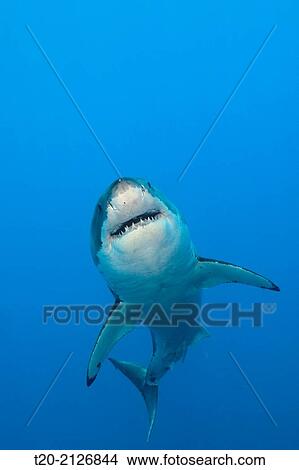 Great White Shark, Carcharodon carcharias, Guadalupe Island, Mexico. View Large Photo Image Picture - Great White Shark, Carcharodon carcharias, Guadalupe Island, Mexico.. Fotosearch