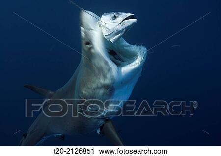 Great White Shark, Carcharodon carcharias, Guadalupe Island, Mexico. View Large Photo Image Stock Image - Great White Shark, Carcharodon carcharias, Guadalupe Island, Mexico.. Fotosearch