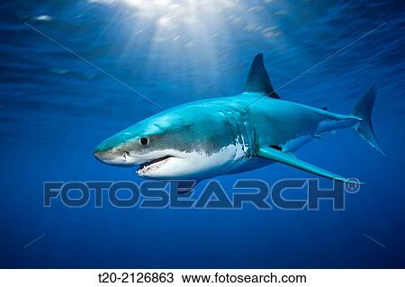 Stock Image - Great White Shark, Carcharodon carcharias, Guadalupe Island, Mexico.. Fotosearch