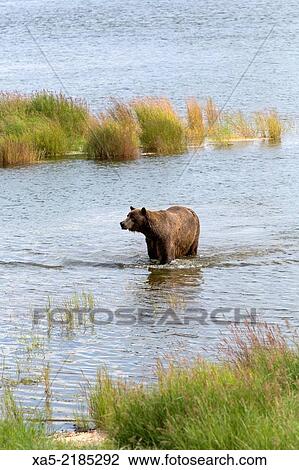 Grizzly Bear (Ursus arctos), Brooks Falls, Katmai National Park, Alaska, USA View Large Photo Image Stock Image - Grizzly Bear (Ursus arctos), Brooks Falls, Katmai National Park, Alaska, USA. Fotosearch