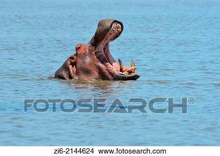Hippopotamus (Hippopotamus amphibius), yawning, Kruger National Park, South Africa, Africa. View Large Photo Image Picture - Hippopotamus (Hippopotamus amphibius), yawning, Kruger National Park, South Africa, Africa.. Fotosearch