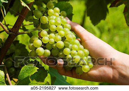 Hondarribi Zuri white grapes variety, Txakoli (aka Chacoli, typical wine in Euskadi) vineyards, Talaiberri winery in Talaimendi hill, Zarautz, Guipuzcoa, Basque Country, Spain View Large Photo Image Stock Photo - Hondarribi Zuri white grapes variety, Txakoli (aka Chacoli, typical wine in Euskadi) vineyards, Talaiberri winery in Talaimendi hill, Zarautz, Guipuzcoa, Basque Country, Spain. Fotosearch