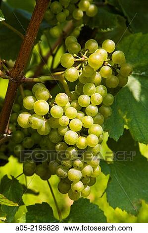 Hondarribi Zuri white grapes variety, Txakoli (aka Chacoli, typical wine in Euskadi) vineyards, Talaiberri winery in Talaimendi hill, Zarautz, Guipuzcoa, Basque Country, Spain View Large Photo Image Stock Photo - Hondarribi Zuri white grapes variety, Txakoli (aka Chacoli, typical wine in Euskadi) vineyards, Talaiberri winery in Talaimendi hill, Zarautz, Guipuzcoa, Basque Country, Spain. Fotosearch