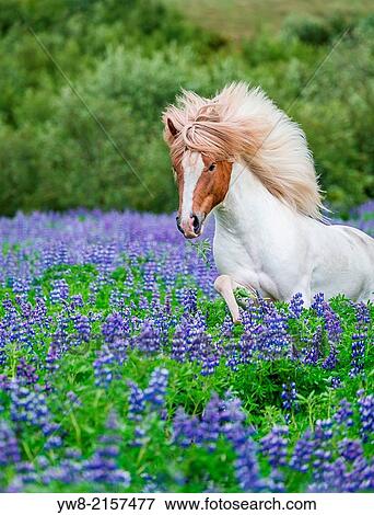 Stock Photo - Horse running by lupines. Purebred Icelandic horse in the summertime with blooming lupines, Iceland.. Fotosearch