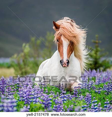 Stock Photo - Horse running by lupines. Purebred Icelandic horse in the summertime with blooming lupines, Iceland.. Fotosearch