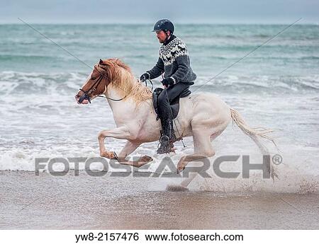 Horseback riding by the coast, Iceland. View Large Photo Image Stock Photograph - Horseback riding by the coast, Iceland.. Fotosearch