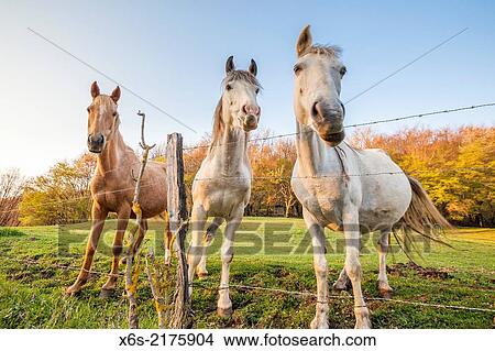 Picture - Horses near the Tours de Saint-Jacques in the Natural Park des Massif de Bauges, Haute-Savoie, RhÃ´ne-Alpes, France.. Fotosearch