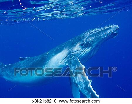 humpback whale (Megaptera novaeangliae). Tonga islands. Polynesia. View Large Photo Image Stock Image - humpback whale (Megaptera novaeangliae). Tonga islands. Polynesia.. Fotosearch