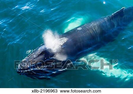 Humpback whales, Megaptera novaeangliae, surfacing, Dallmann Bay, Antarctica. View Large Photo Image Stock Image - Humpback whales, Megaptera novaeangliae, surfacing, Dallmann Bay, Antarctica.. Fotosearch