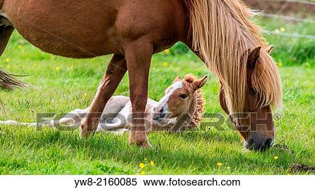 Icelandic Mare and newborn foal, Iceland View Large Photo Image Stock Photography - Icelandic Mare and newborn foal, Iceland. Fotosearch