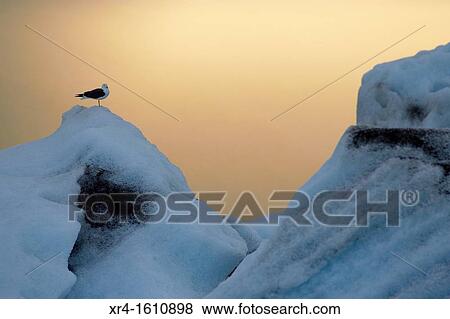 Stock Photo - Jokulsarlon Glacier Lagoon, Iceland. Fotosearch