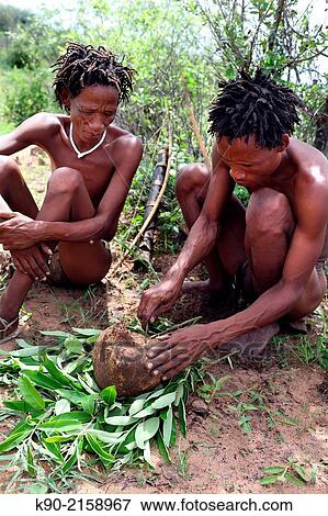 Ju/´hoansi San man cutting the nutritious Tké-Tké root which is derived from the devels claw to satisfy his thurst, Tsumkwe, Otjozondjupa Region, Namibia, Africa. View Large Photo Image Stock Photo - Ju/´hoansi San man cutting the nutritious Tké-Tké root which is derived from the devels claw to satisfy his thurst, Tsumkwe, Otjozondjupa Region, Namibia, Africa.. Fotosearch