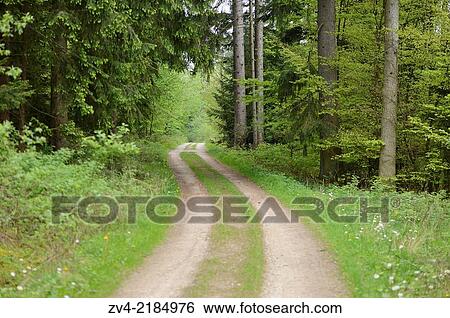 Landscape of a little trail going through a Norway spruce (Picea abies) forest in spring. View Large Photo Image Stock Photograph - Landscape of a little trail going through a Norway spruce (Picea abies) forest in spring.. Fotosearch
