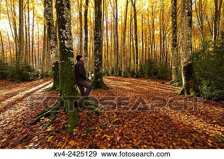 Larra Belagua forest at Roncal Valley, Navarre Pyrenees, Spain. View Large Photo Image Stock Photo - Larra Belagua forest at Roncal Valley, Navarre Pyrenees, Spain.. Fotosearch