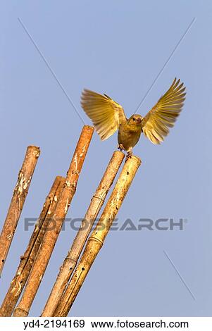 Lasser Masked Weaver (Ploceus intermedius), taking a bath in the swimming pool, Opuwo, Kaokoland, Namibia. View Large Photo Image Stock Photo - Lasser Masked Weaver (Ploceus intermedius), taking a bath in the swimming pool, Opuwo, Kaokoland, Namibia.. Fotosearch