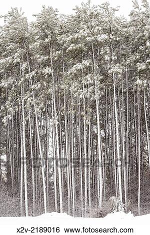 Late spring snowstorm in pine forest. View Large Photo Image Stock Photograph - Late spring snowstorm in pine forest.. Fotosearch