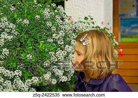 Little girl inhales the smell of flowers. View Large Photo Image Stock Photography - Little girl inhales the smell of flowers.. Fotosearch